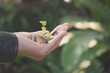 © krisana - Hand holding money gold coins with plant in his hand for financial and saving money concept.