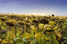 Field Of Dry Sunflowers In Moldavia
