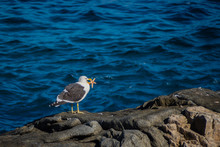 Seagull Eating A Starfidsh In The Coast Of Chile, Near Zapallar Village