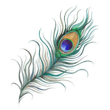 Peacock Feather Watercolor