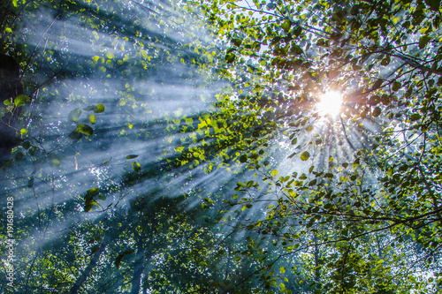 Fotografia, Obraz Wonderful sun rays penetrating among the branches and leaves of the broadleaf tr