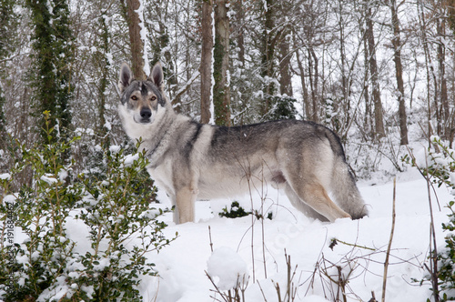 Chien Loup Tchèque Dans La Neige Buy This Stock Photo And