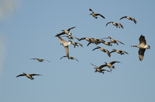 Whiffling Flock Of Canada Geese Coming In For Landing In A Blue Sky