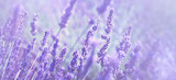 Violet lavender field at soft light effect for your floral background on horizontal web header or banner. Summer season in Provence - fresh lavanda flowers at pastel colors of ultraviolet tone.