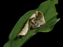 Leaf-Mimicking Moth Caterpillar (Oxitenis Sp.), Drake Bay, Costa Rica