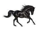 Fototapeta Konie - Galloping black Andalusian stallion isolated on white background.
