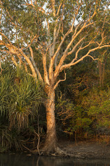 Wall Mural - Sunset light on a tree at Yellow Waters Billabong, Kakadu National Park Northern Territory Australia