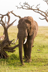 African elephants (Loxodonta africana) in Tanzania, Serengeti National Park