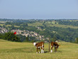 Cattle roam freely around the golf course on Minchinhampton Common in the Cotswolds, Gloucestershire, UK