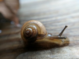 macro of a snail in slime water on wood