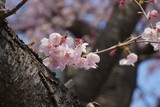 Kawazu cherry blossoms