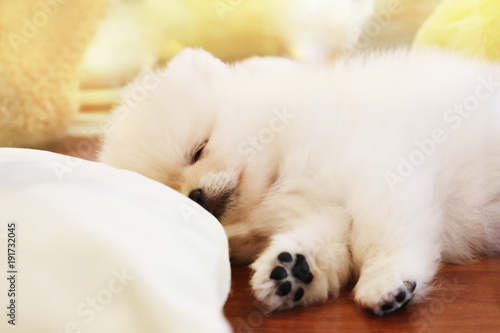 スヤスヤと眠る白いポメラニアンの子犬の寝顔 Buy This Stock Photo And Explore Similar Images At Adobe Stock Adobe Stock