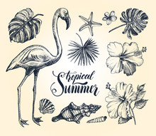 Summer Set. Ink Hand Drawn Collection Of Tropical Plants Leaves, Flowers, Seashells, Flamingo Bird. Botanical, Tropical Elements For Design With Brush Calligraphy Style Lettering, Vector Illustration.