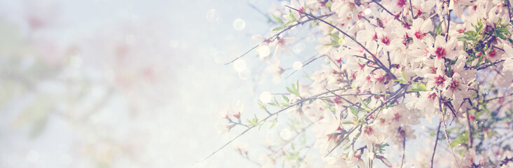 Wall Mural - website banner background of of spring white cherry blossoms tree. selective focus.