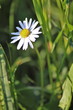 Gänseblümchen - daisy - Bellis perennis