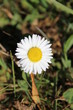 Gänseblümchen - daisy - Bellis perennis