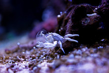 Porcelain Crab In Coral Reef Aquarium Tank