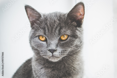 gray cat with orange eyes