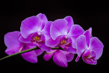 Purple Orchid On A Black Background
