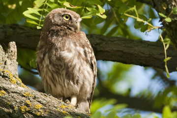 little owl on a tree