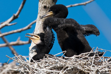 Wall Mural - Great Cormorant (Phalacrocorax carbo) in Danube Delta