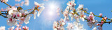 Fototapeta  - Glückwunsch, alles Liebe: Verträumte Kirschblüten vor blauem Frühlingshimmel :)