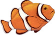 Color vector illustration of orange coral fish