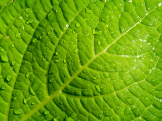 Close up green leaf wallpaper.