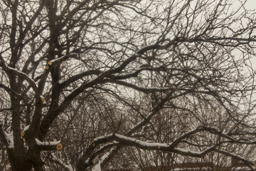 Bare Branches in Winter