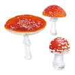 Amanita muscaria. Fly agaric mushroom. 
White spotted beautiful red mushrooms. Realistic vector illustration on white background.
