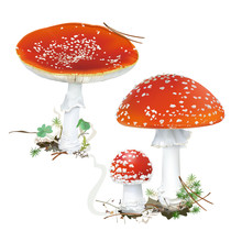 Amanita Muscaria. Fly Agaric Mushroom. 
White Spotted Beautiful Red Mushrooms In Natural Context. Realistic Vector Illustration On White Background.
