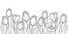 Vector Horizontal Border With Outline Tulip Flowers, Bud And Ornate Leaves In Black Isolated On White Background. Contour Tulips For Greeting Spring Design Or Coloring Book.