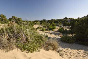 Poster - Wanderweg in den Sanddünen an der Westküste des Peloponnes in Griechenland