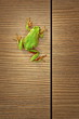 cute green tree frog climbing on wood