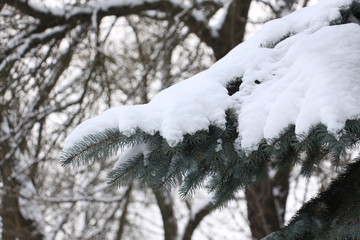 Wall Mural - Spruce paws in the snow