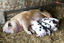 A Gloucester Old Spot Sow And Her Young Piglets Feeding In A Shed