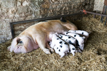 A Gloucester Old Spot Sow And Her Young Piglets Feeding In A Shed