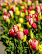Tulip Blooming, Amsterdam, Netherlands