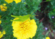 Gafanhoto verde sobre uma flor amarela (Tagetes patula)
