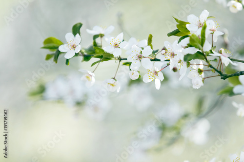 Spring tree blossom
