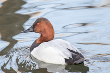 Redhead Duck Swimming Calmly In A Pond