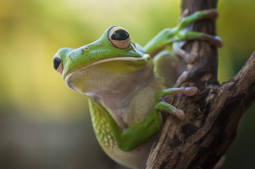 White Lips Frog