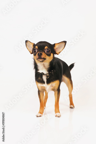 Short Haired Tricolor Chihuahua Dog With A Collar Staying Indoors