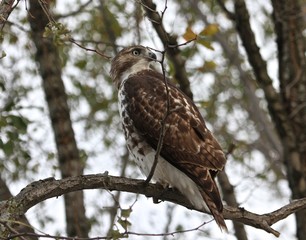 hawk looking left