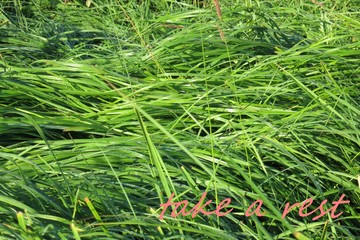 green grass