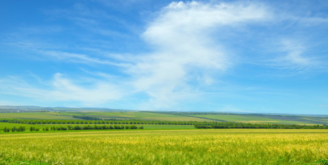 Canvas Print - Green field and blue sky with light clouds. Wide photo.