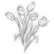Tulip flower graphic black white isolated bouquet sketch illustration vector