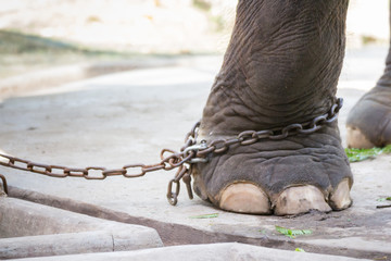 heavy chain on elephant leg; concept : lack of freedom