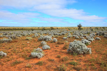 Sticker - Australian outback on the Nullarbor