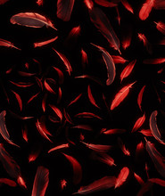 Abstract Pattern Of Red Feathers On A Black Background.